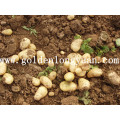 Frische Kartoffel 2016 neue Ernte